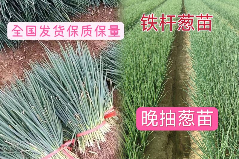 【优质】铁杆葱苗精品钢葱苗基地直发欢迎联