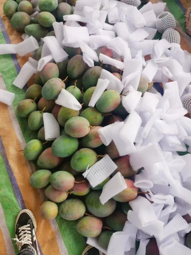 凯特芒果整车批发一件代发都可以操作需要的联系一手货源
