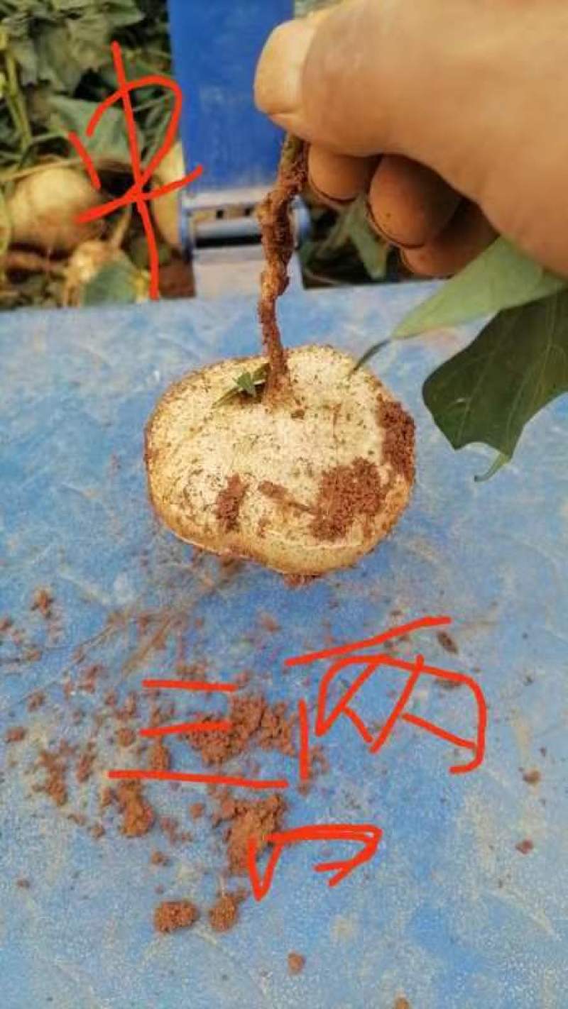 贵州镇宁现挖地罗卜脆甜