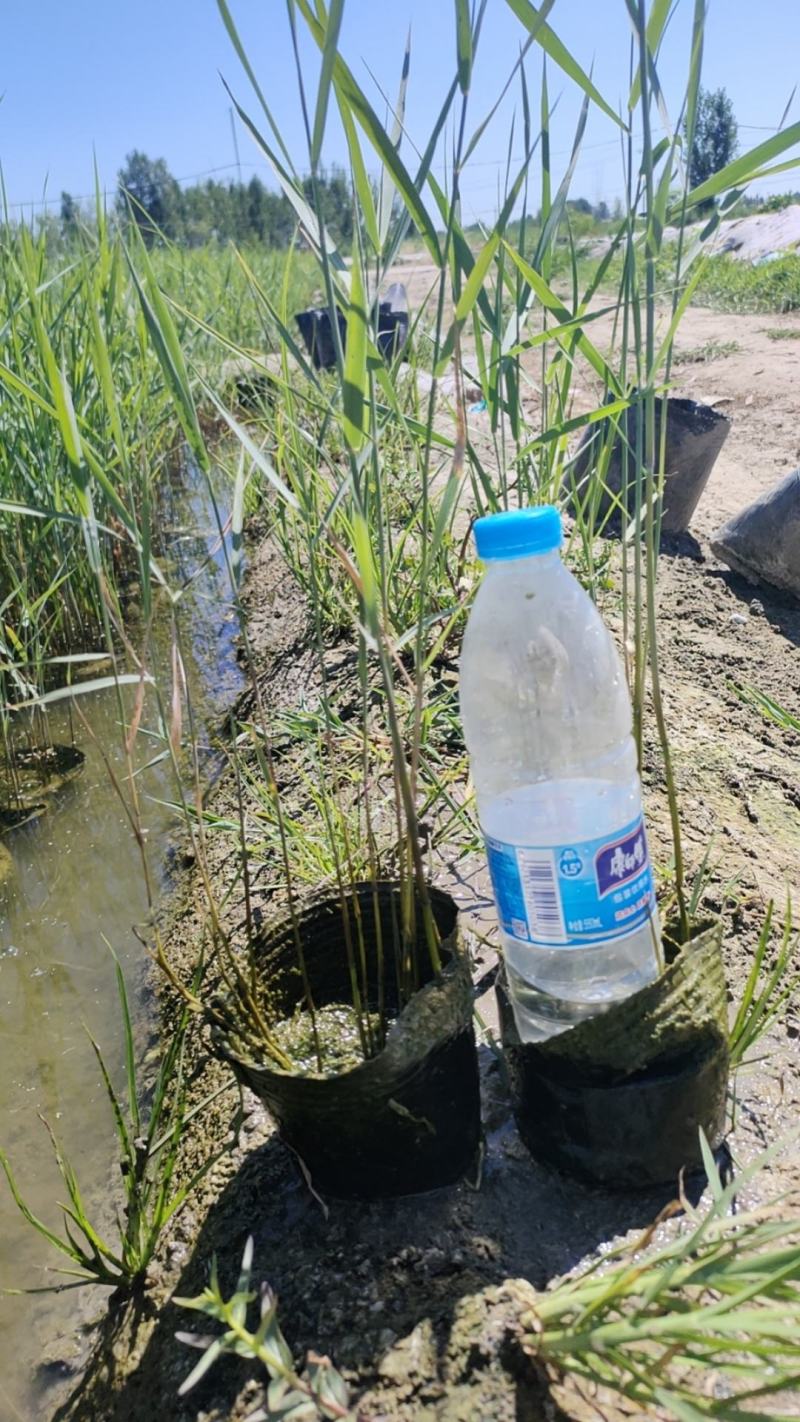 水生植物