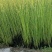 水生植物