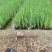 水生植物