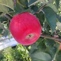 苹果红苹果昭通苹果糖心苹果华硕苹果