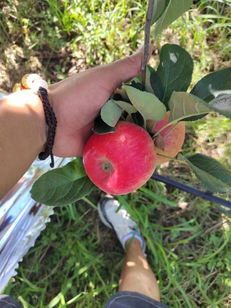 苹果红苹果昭通苹果糖心苹果华硕苹果