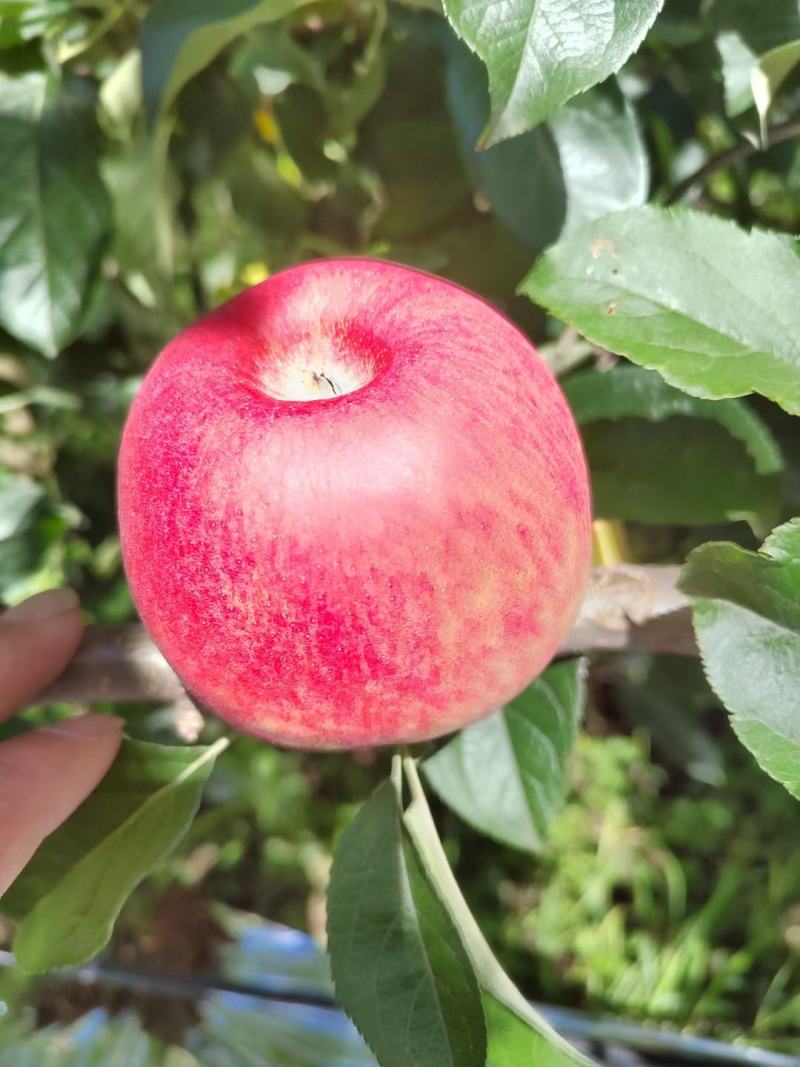 苹果红苹果昭通苹果糖心苹果华硕苹果