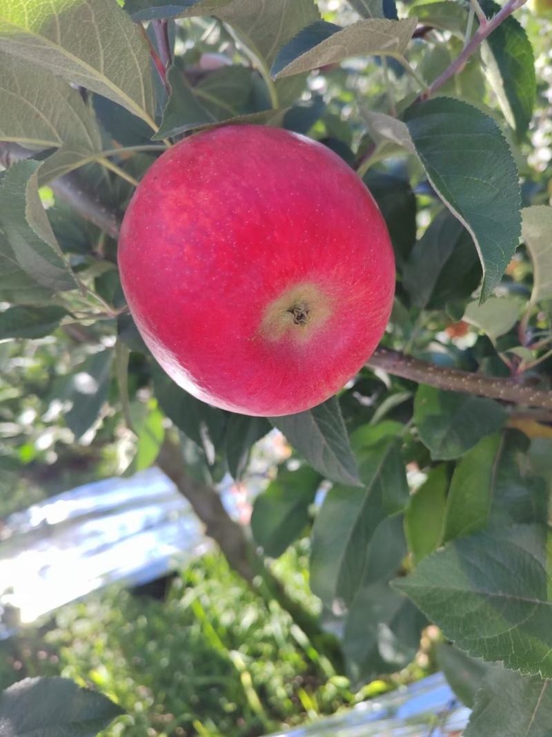 苹果红苹果昭通苹果糖心苹果华硕苹果