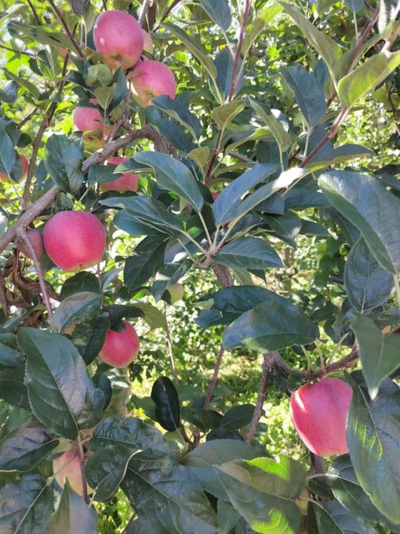 苹果红苹果昭通苹果糖心苹果华硕苹果