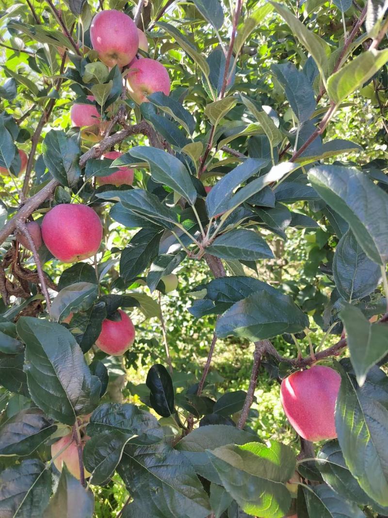 苹果红苹果昭通苹果糖心苹果华硕苹果