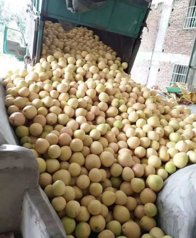 柚子琯溪蜜柚精选红心柚产地一手货源量大从优全国发货