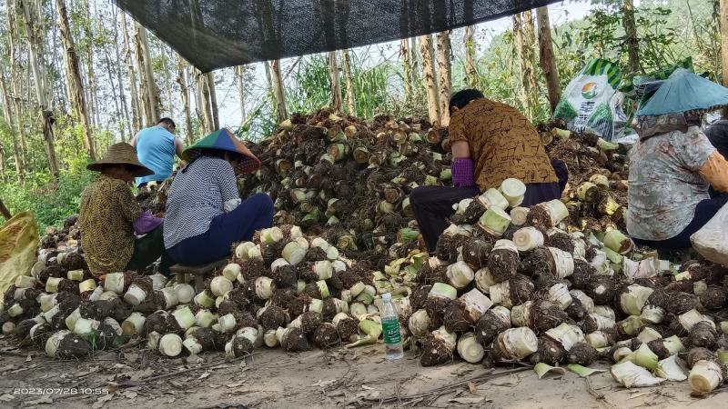 荔浦芋头槟榔芋香甜粉糯整车发货一件代发物流发货