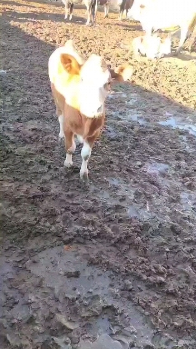 活牛
