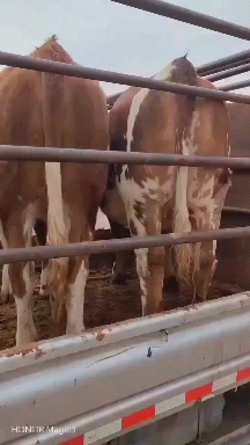 活牛