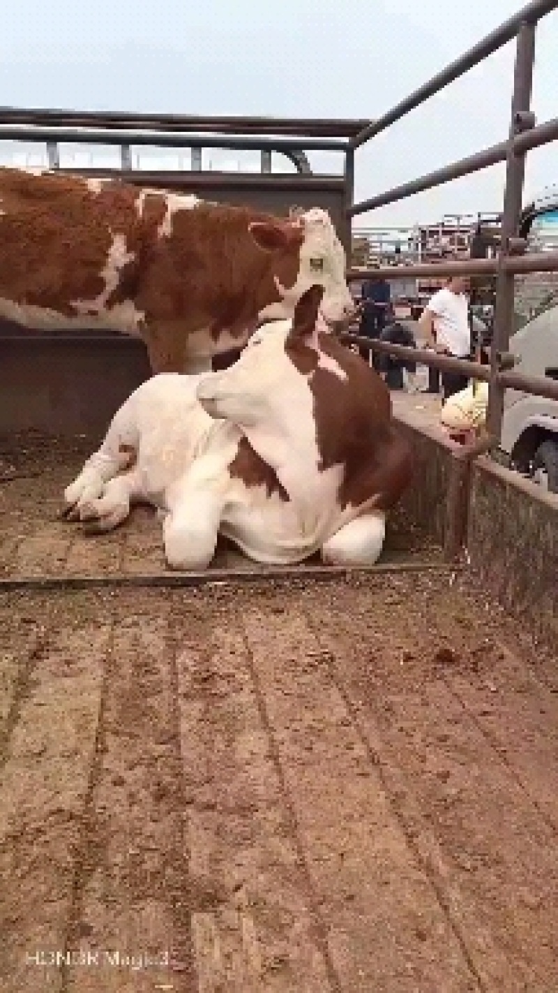 活牛