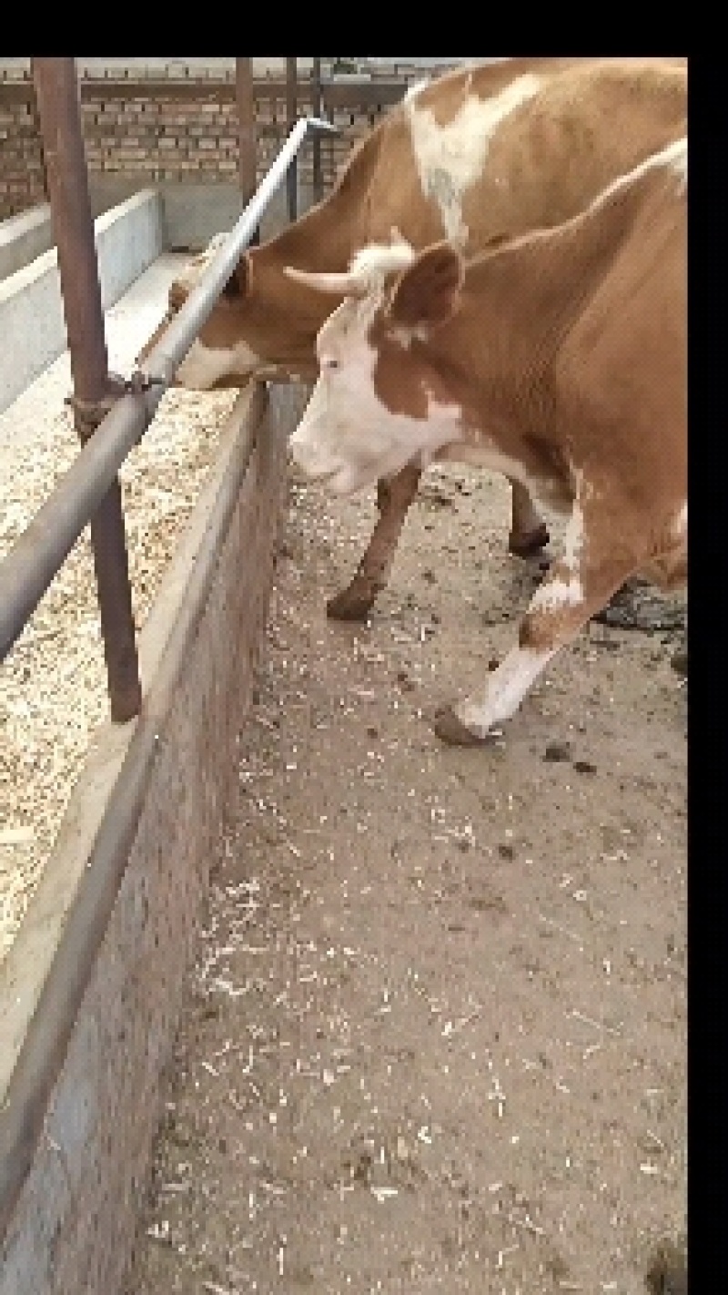 活牛