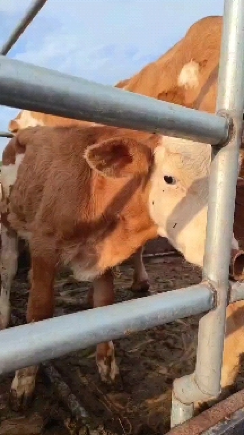 活牛