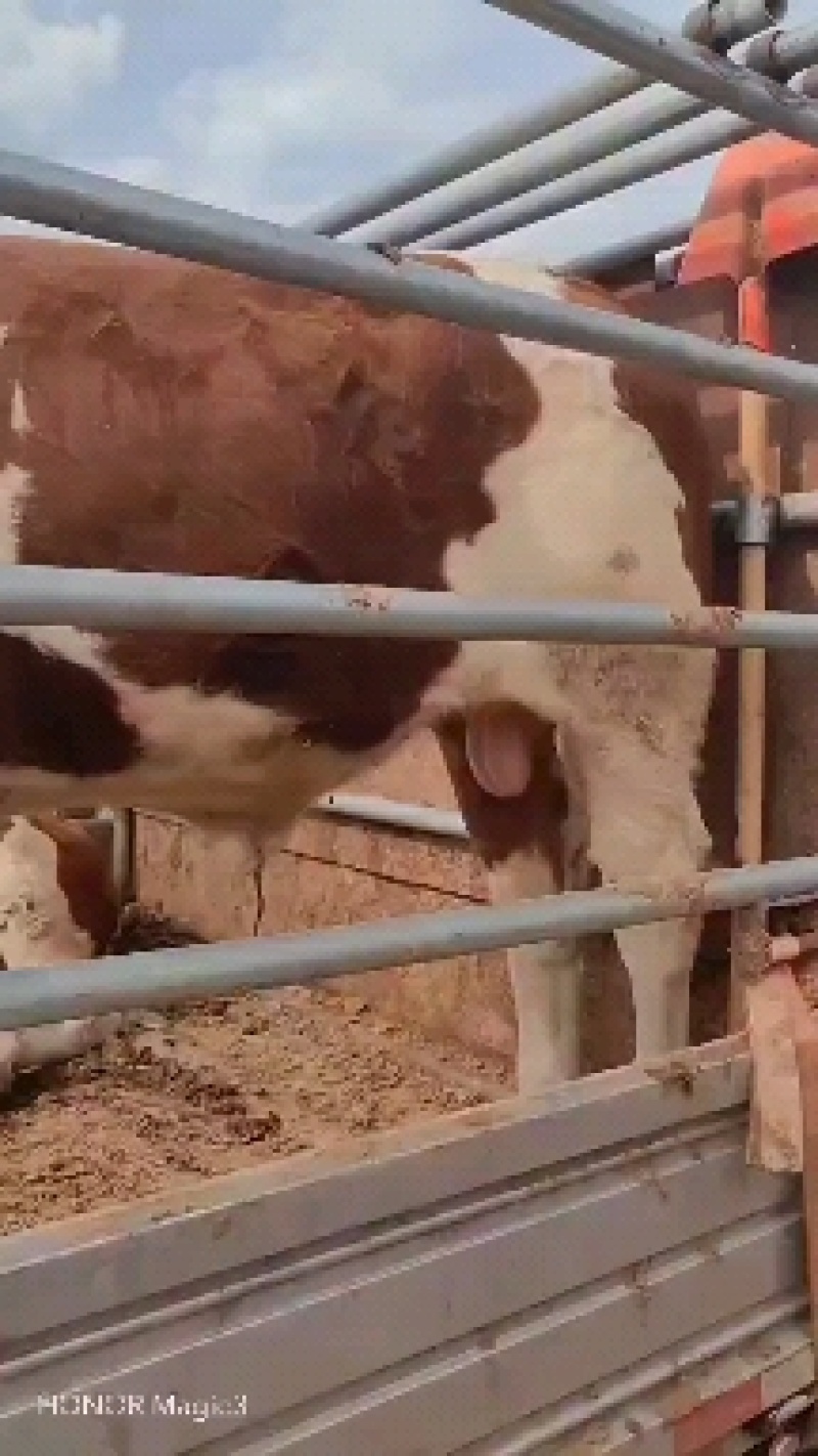 活牛