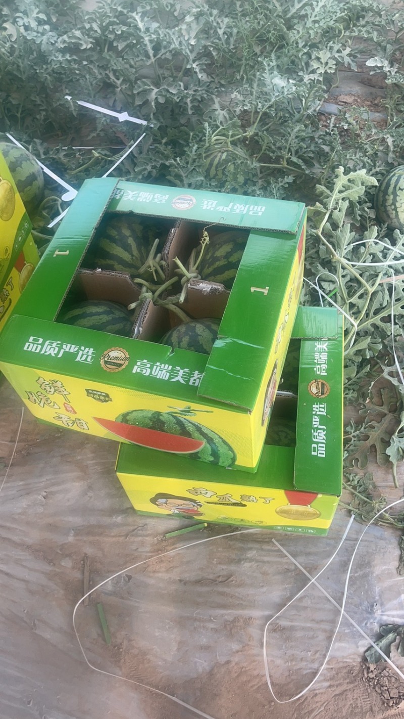 精品8424西瓜美都大量上市社区团购商超市场批发电