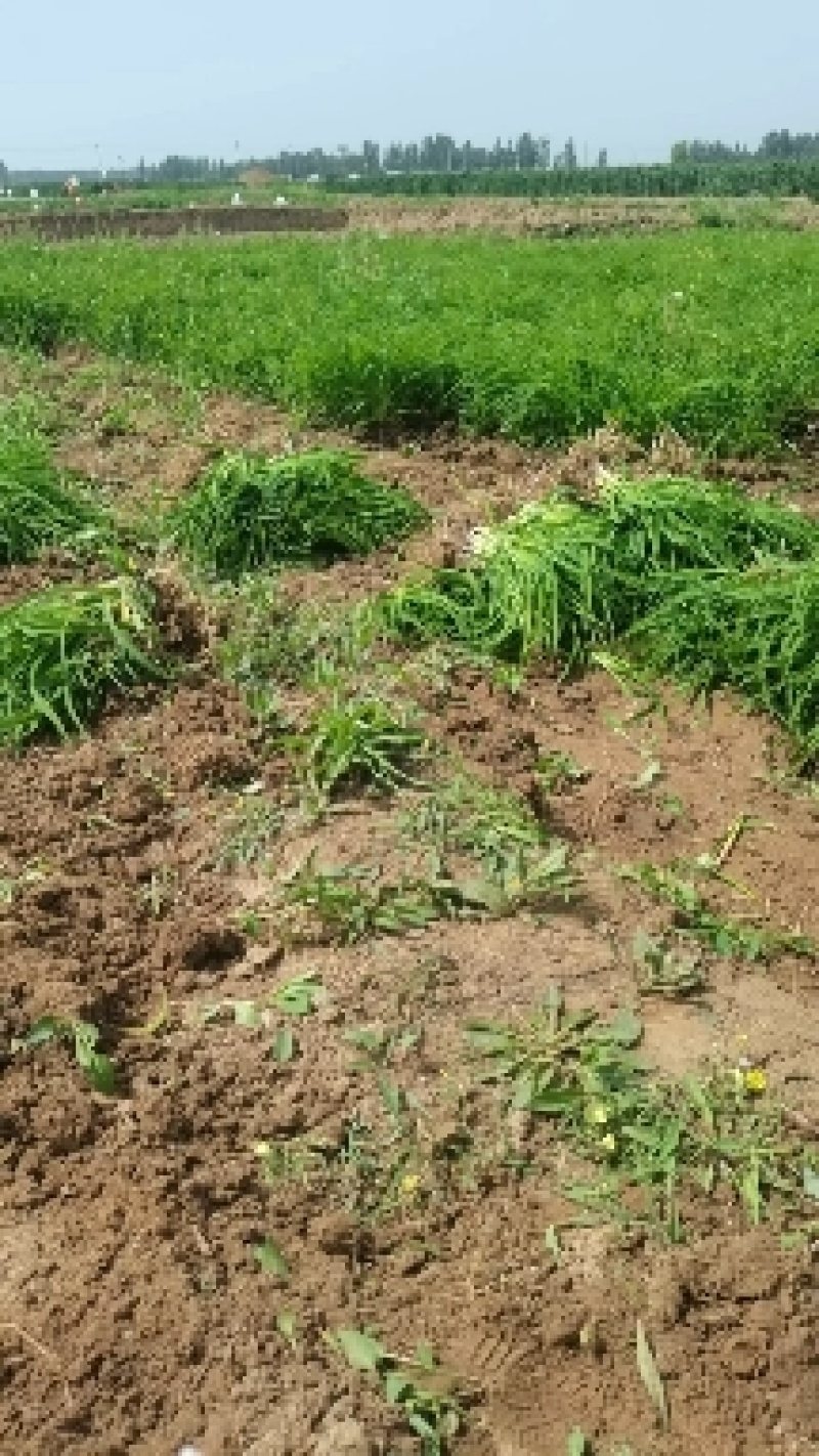 大花萱草