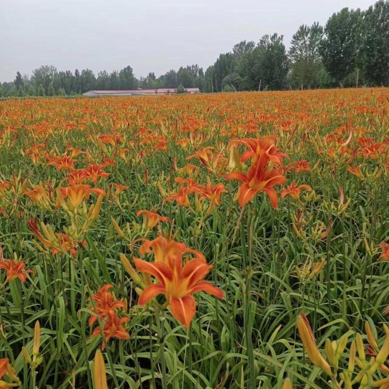 大花萱草
