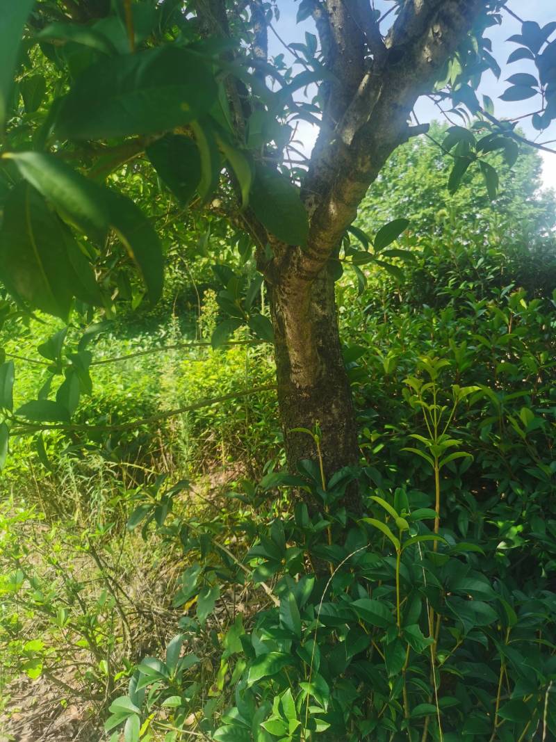 桂花树大量种植基地直发树苗健康量大从优欢迎咨询