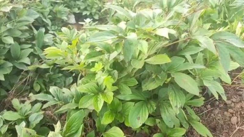 【赤芍苗】1年2年3年生东北松原发货成活率高包技术