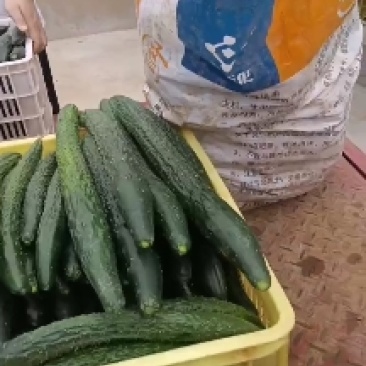 密刺黄瓜