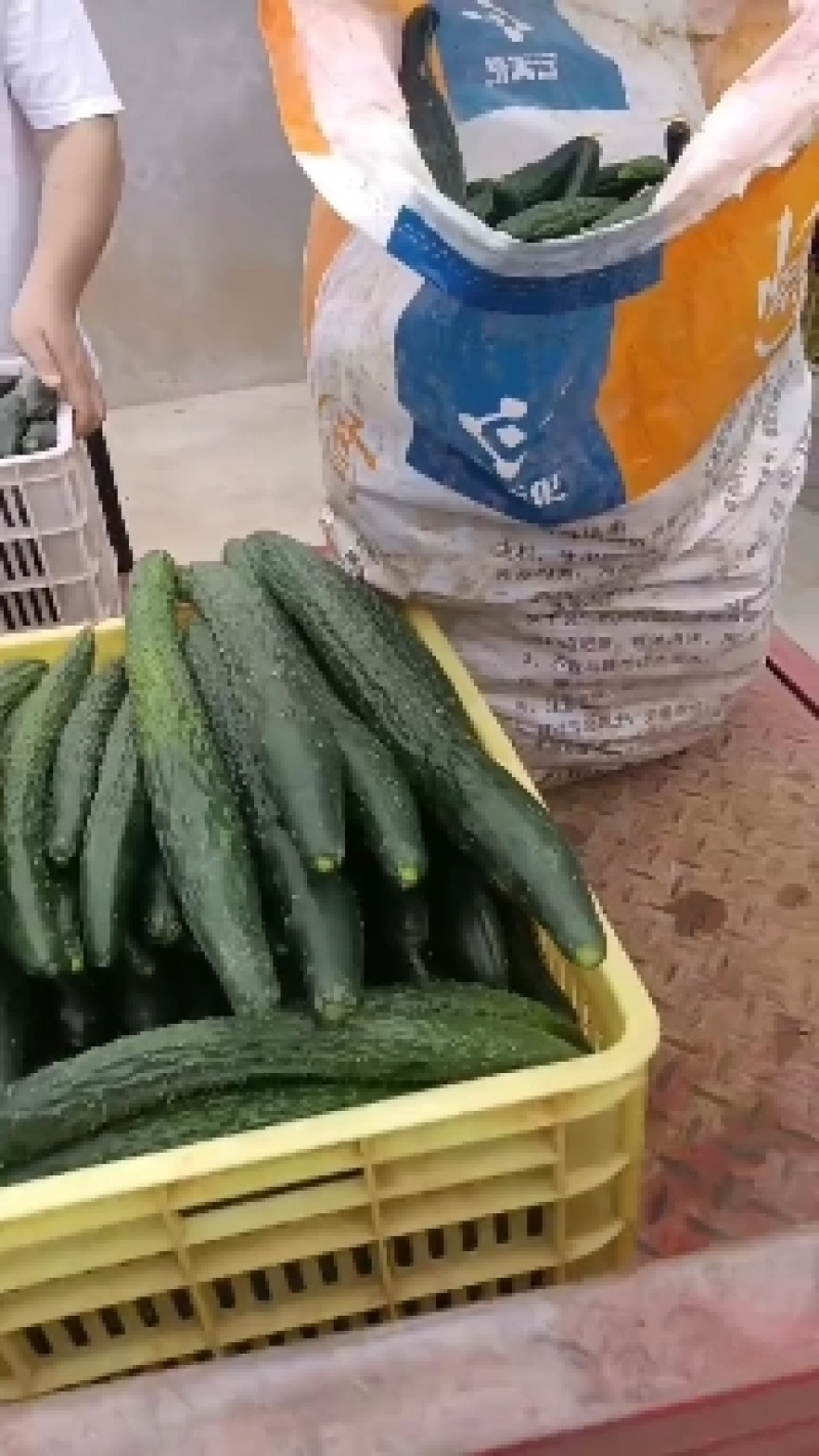 密刺黄瓜