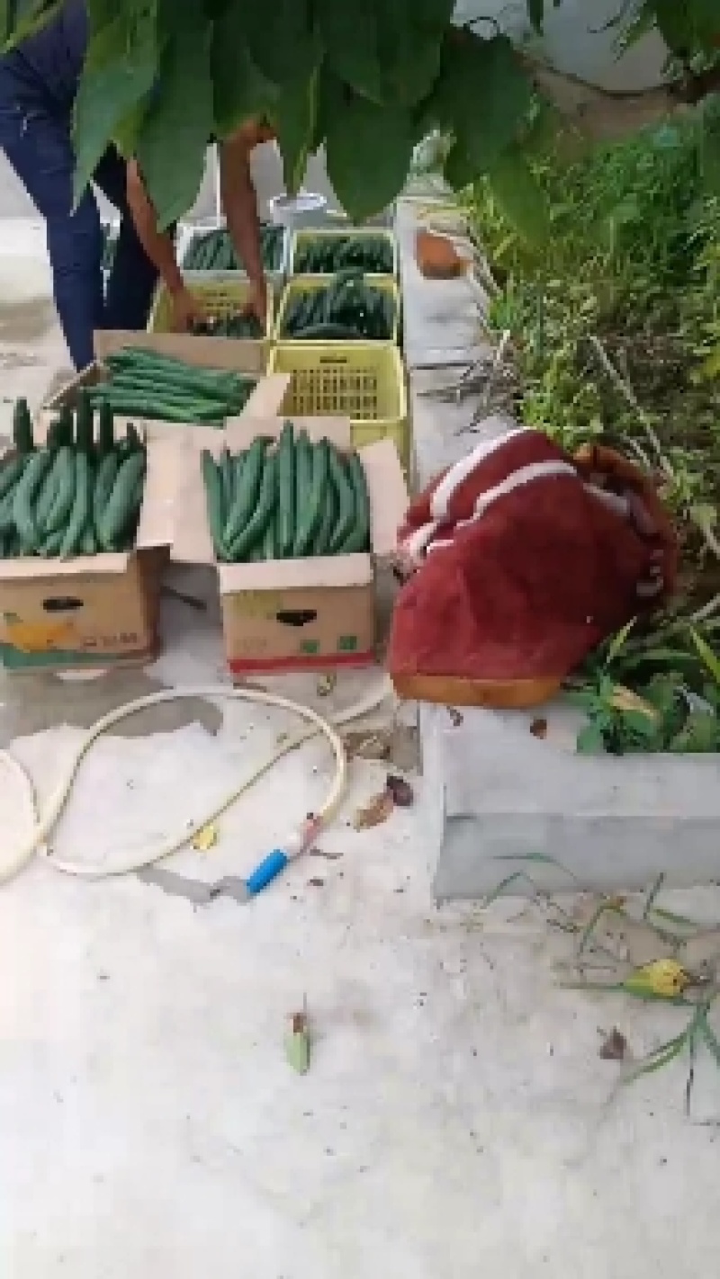 密刺黄瓜