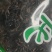 海藻干货常年经营各种中药材欢迎选购！