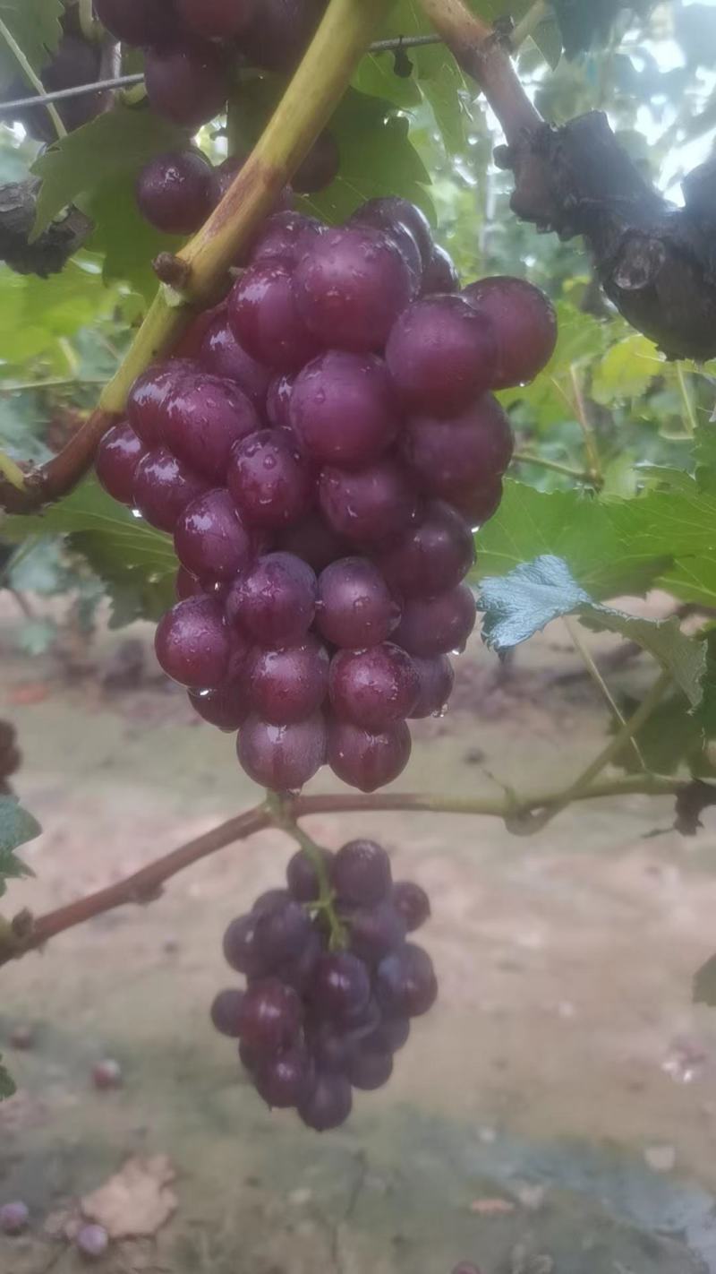 巨峰葡萄