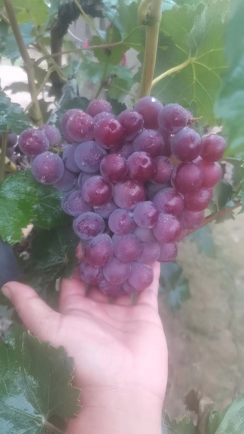巨峰葡萄