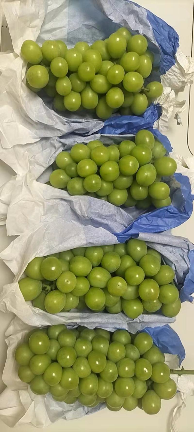 陕西阳光玫瑰葡萄大量上市，口感甜，籽粒大，质量好，基地供