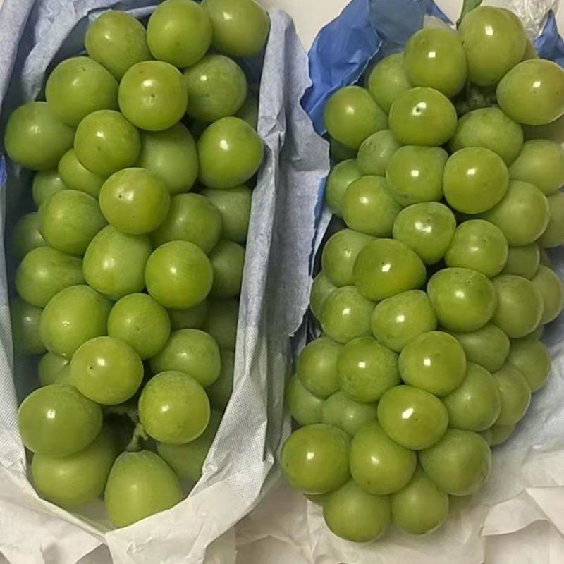 陕西阳光玫瑰葡萄大量上市，口感甜，籽粒大，质量好，基地供