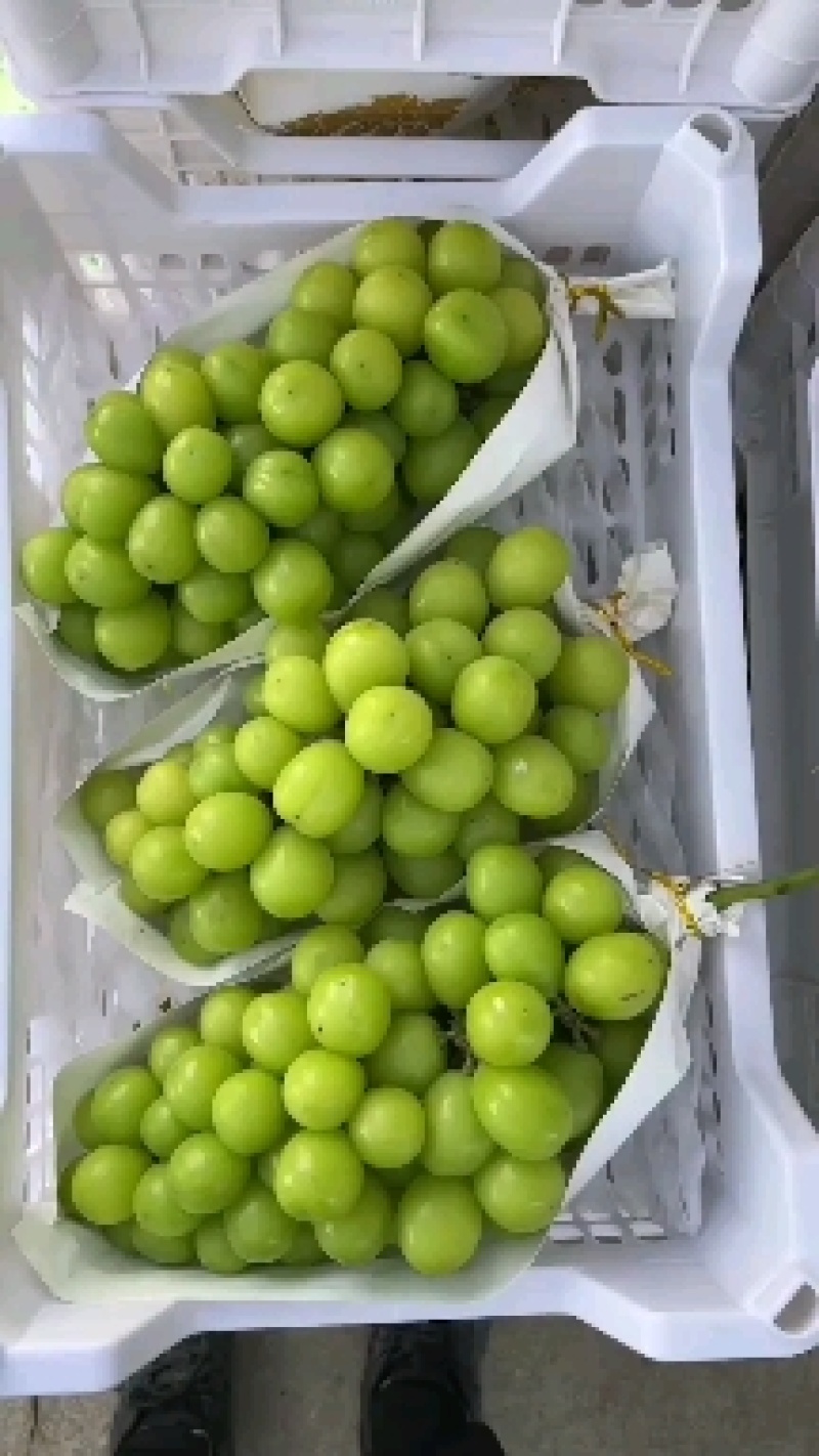 陕西阳光玫瑰葡萄大量上市，口感甜，籽粒大，质量好，基地供