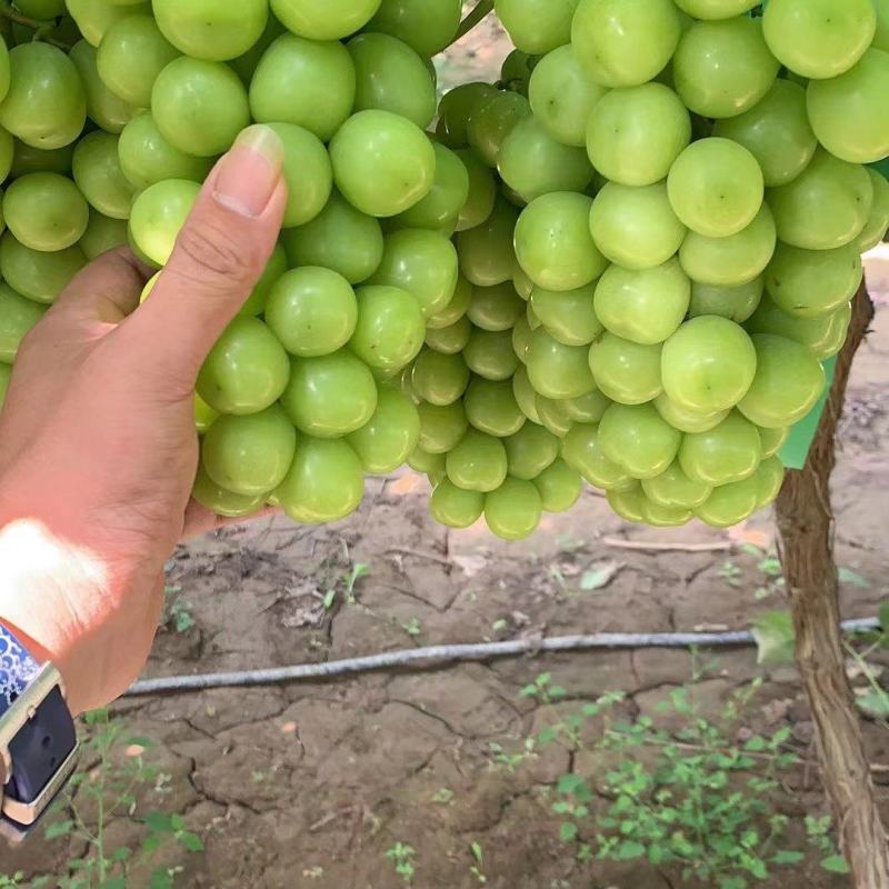 陕西阳光玫瑰葡萄大量上市，口感甜，籽粒大，质量好，基地供