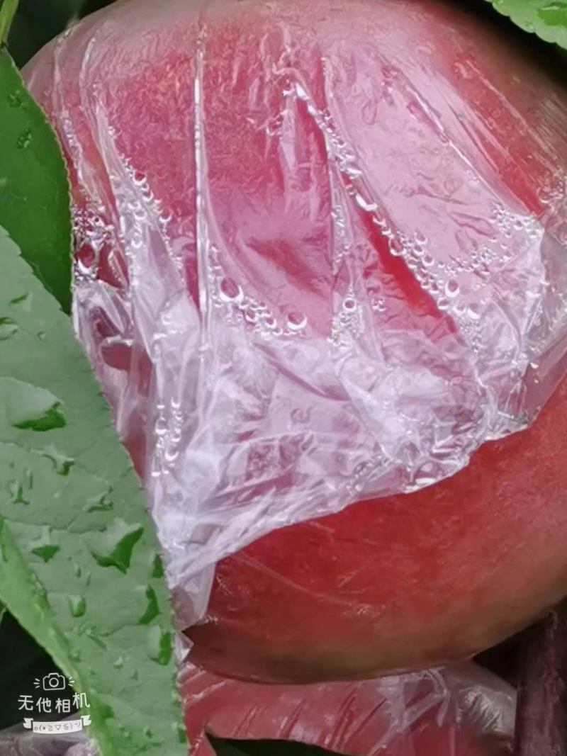 三门峡灵宝毛桃上市中，货量特别大