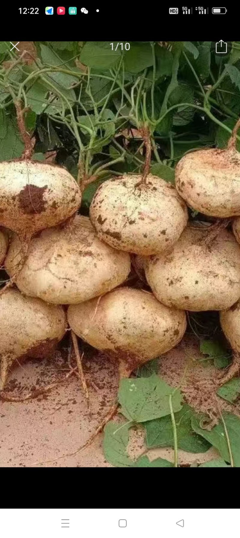 贵州正宗地萝卜，有老板要货的请联系我