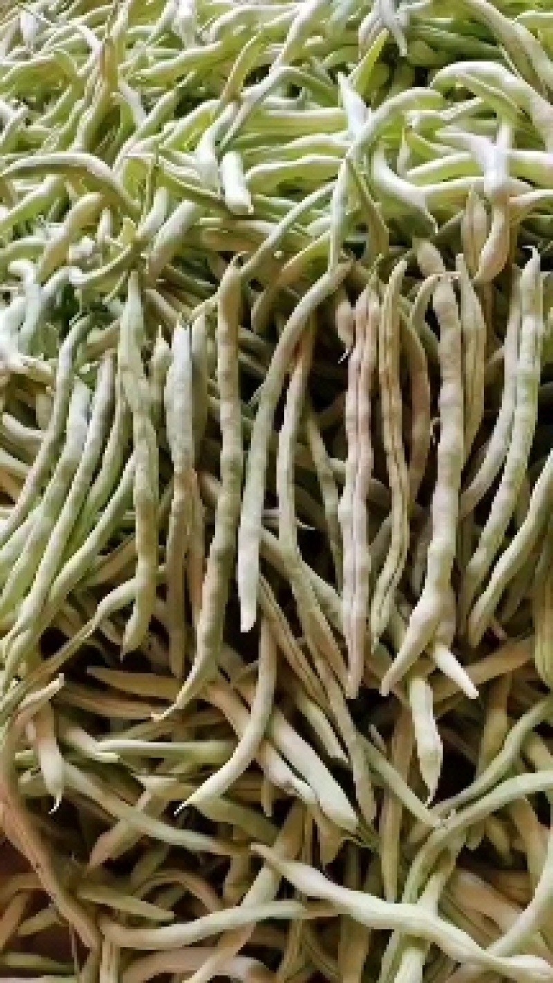 白不老白优一