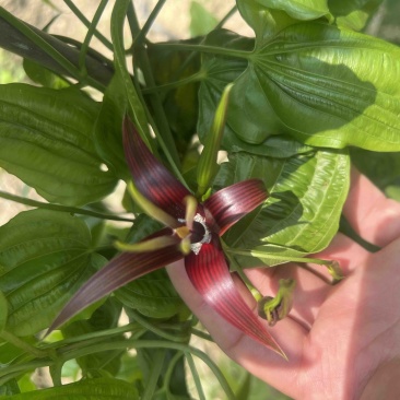 种植基地直批红花百部种子大红花百部种子大量供应