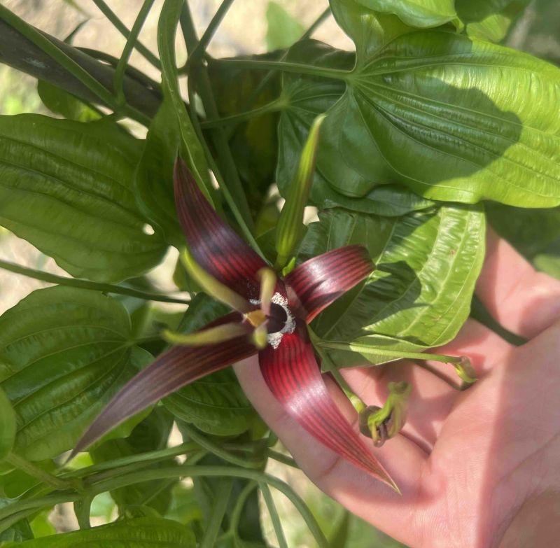 种植基地直批红花百部种子大红花百部种子大量供应
