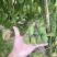 种植基地直批红花百部种子大红花百部种子大量供应