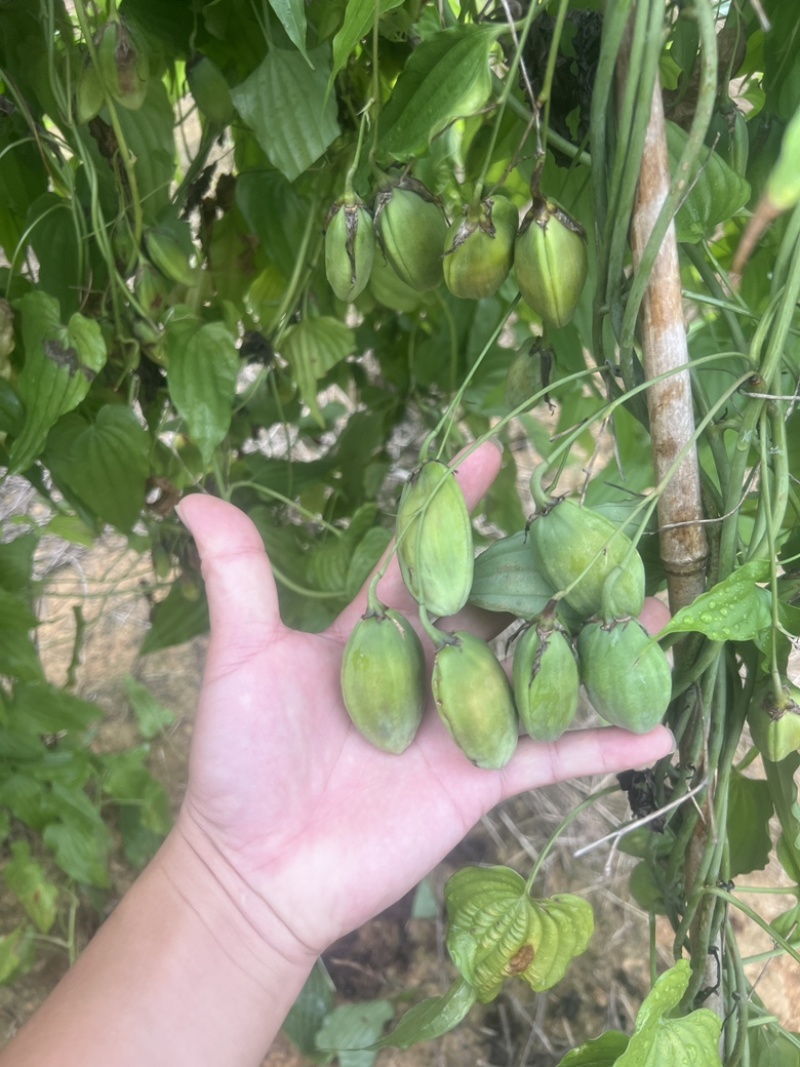 种植基地直批红花百部种子大红花百部种子大量供应
