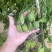 种植基地直批红花百部种子大红花百部种子大量供应