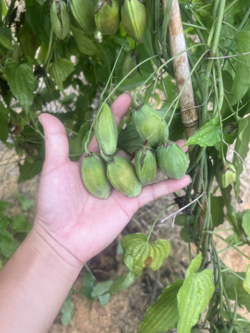 种植基地直批红花百部种子大红花百部种子大量供应
