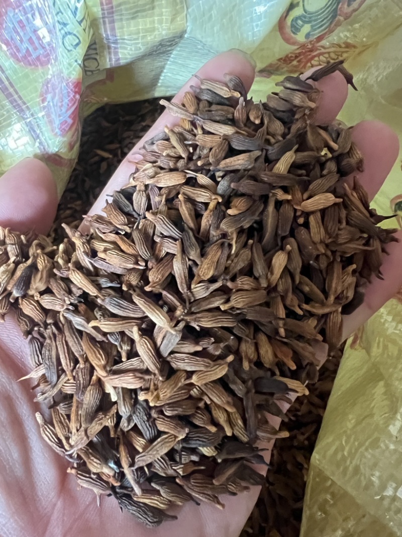 种植基地直批红花百部种子大红花百部种子大量供应