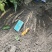 种植基地直批红花百部种子大红花百部种子大量供应