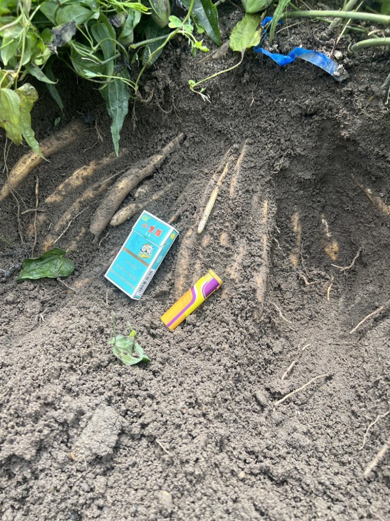 种植基地直批红花百部种子大红花百部种子大量供应