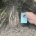 种植基地直批红花百部种子大红花百部种子大量供应