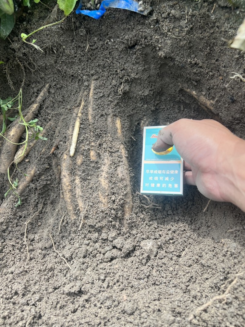 种植基地直批红花百部种子大红花百部种子大量供应