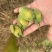 种植基地直批红花百部种子大红花百部种子大量供应